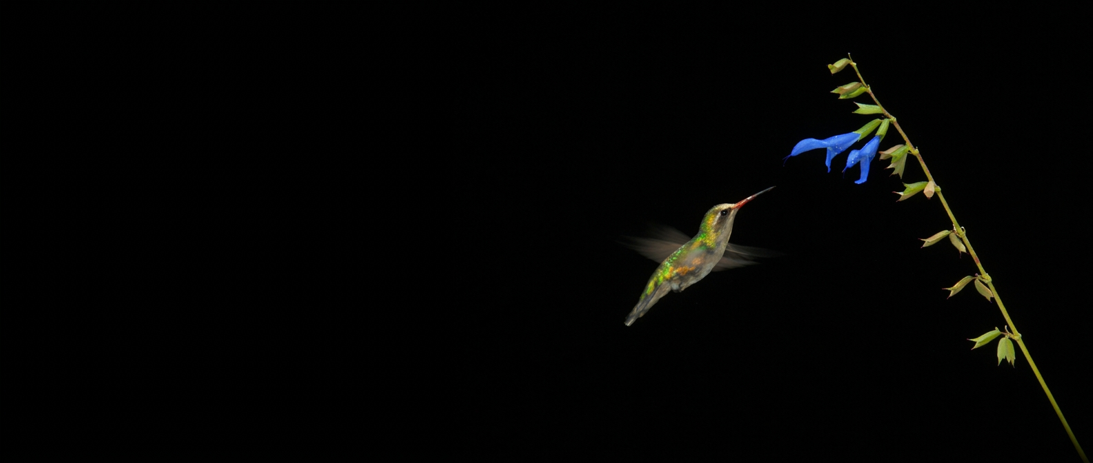 Hummingbird Impact Plan